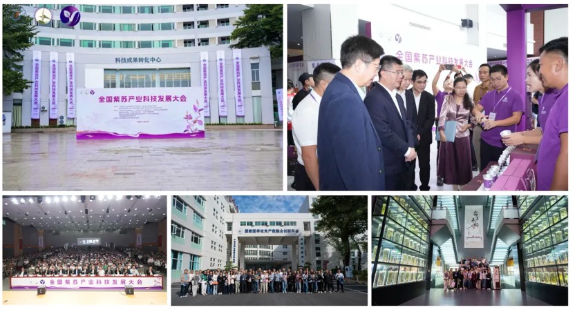 全国紫苏产业科技发展大会会场活动